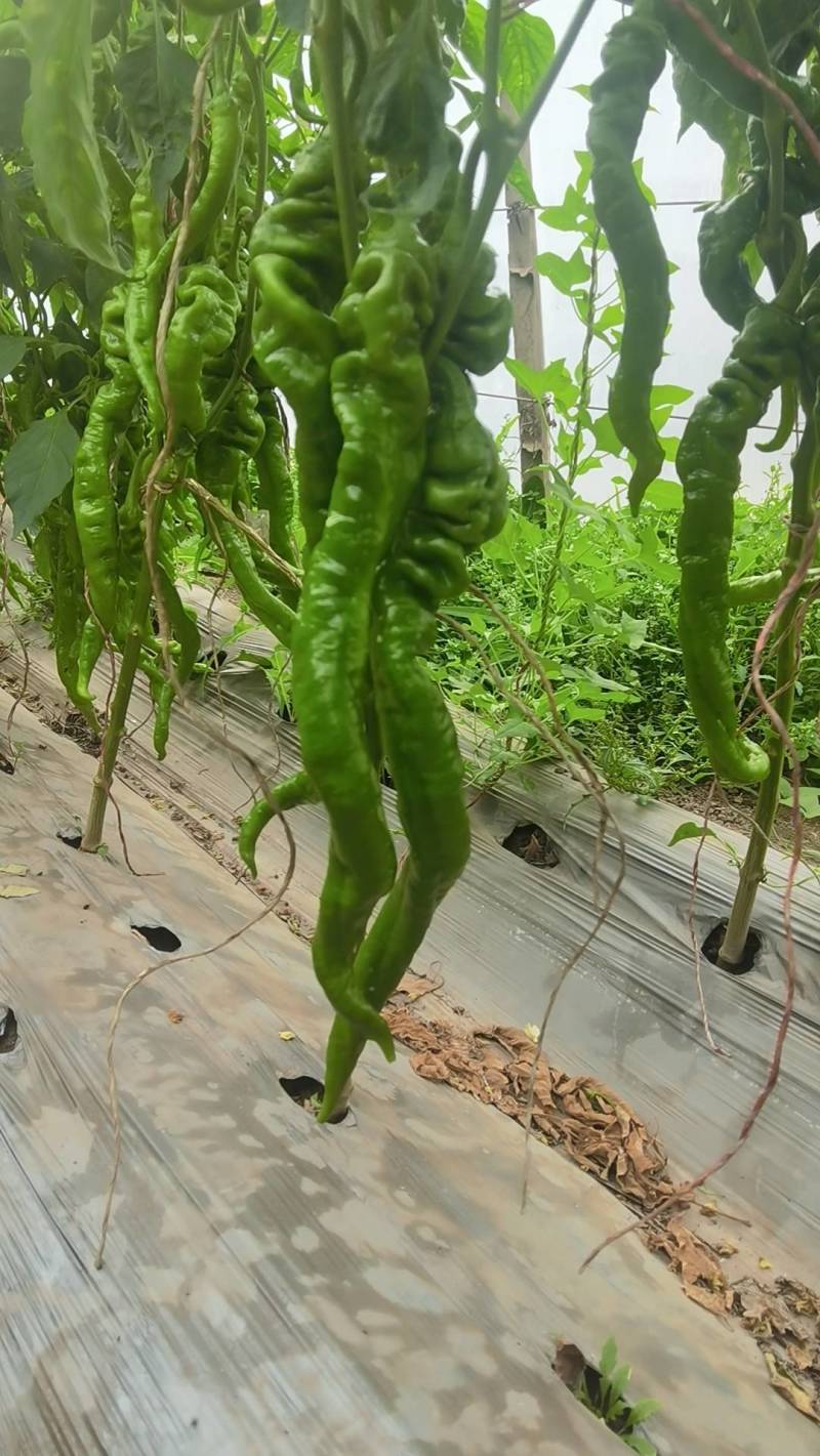 精品软皮螺丝椒辣椒大量有货产地直发品质好耐运输价格实惠