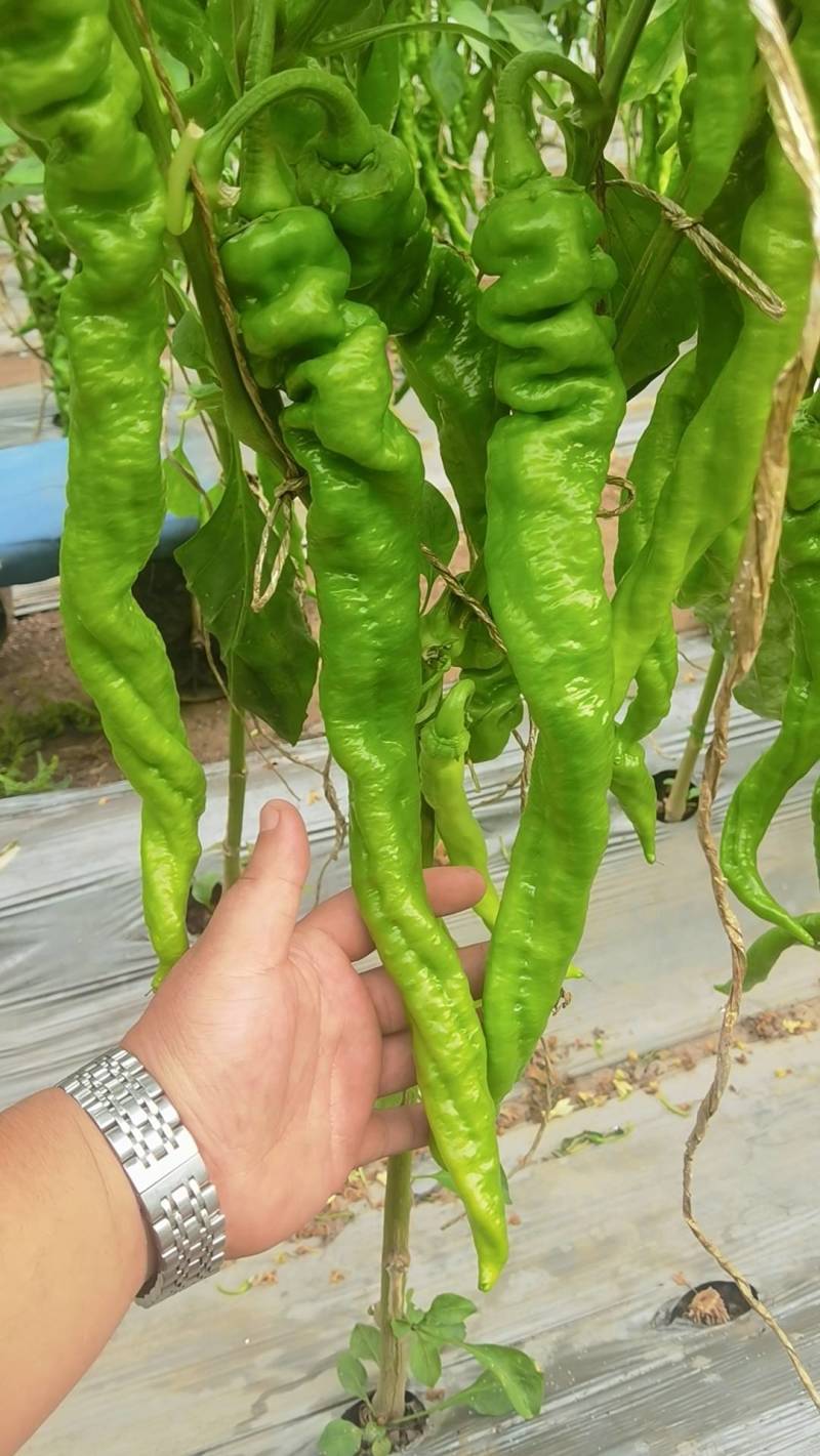 精品软皮螺丝椒辣椒大量有货产地直发品质好耐运输价格实惠