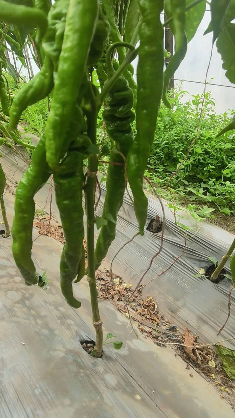 精品软皮螺丝椒辣椒大量有货产地直发品质好耐运输价格实惠