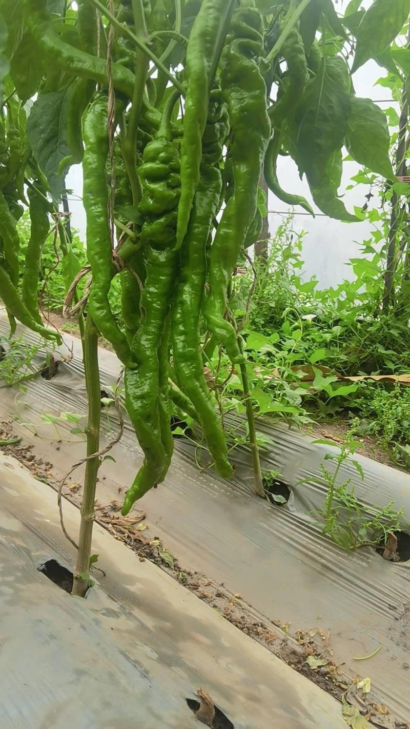 精品软皮螺丝椒辣椒大量有货产地直发品质好耐运输价格实惠