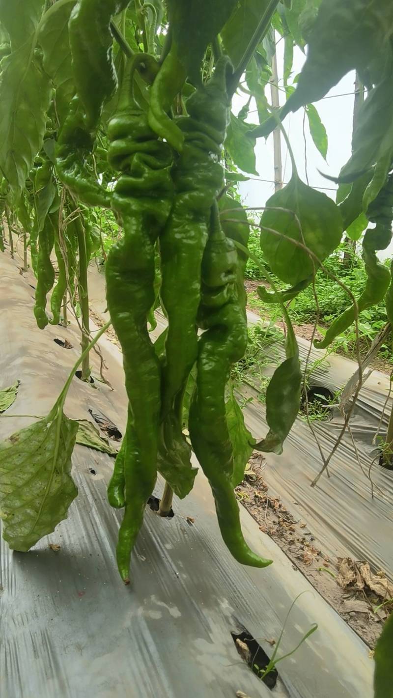 精品软皮螺丝椒辣椒大量有货产地直发品质好耐运输价格实惠