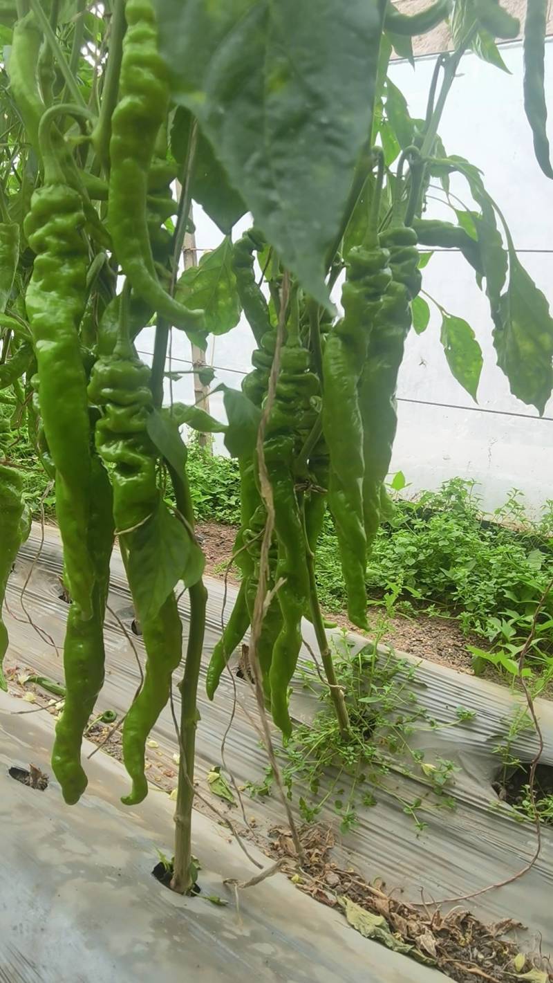 精品软皮螺丝椒辣椒大量有货产地直发品质好耐运输价格实惠