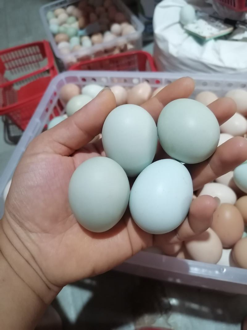 土鸡蛋一手货源保质保量供货价钱实惠