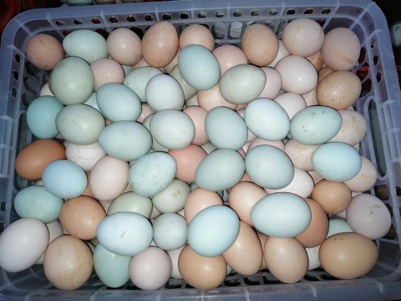 土鸡蛋一手货源保质保量供货价钱实惠