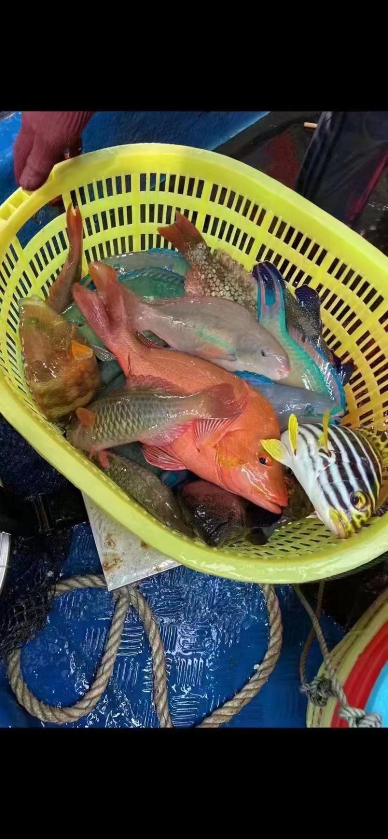 彩眉鱼-活杀两去彩眉鱼