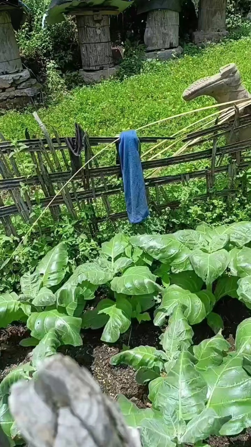 高山原生态土蜂蜜野生蜂蜜现货供应量大价优