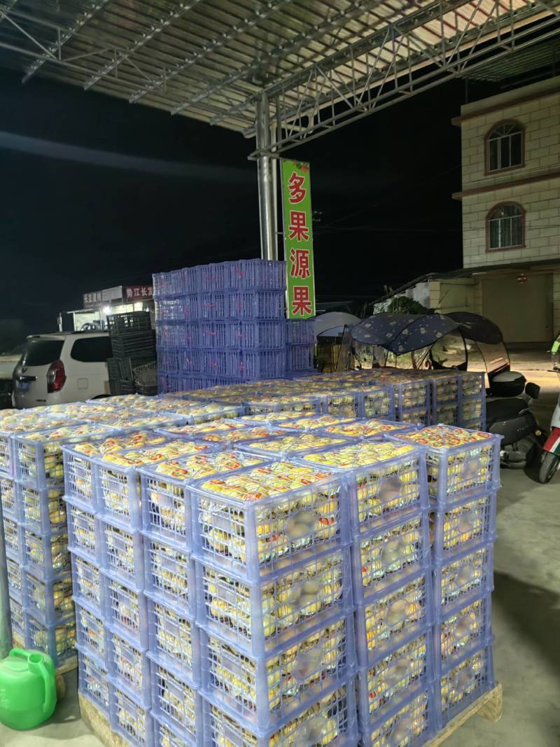 广西桂林恭城瑶山甜脆柿，小白筐16斤装，精品独立包装