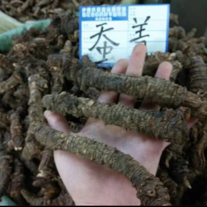 羌活蚕羌川羌裂叶羌活竹节羌包邮无提羌活蚕羌川羌裂叶
