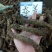 羌活蚕羌川羌裂叶羌活竹节羌包邮无提羌活蚕羌川羌裂叶