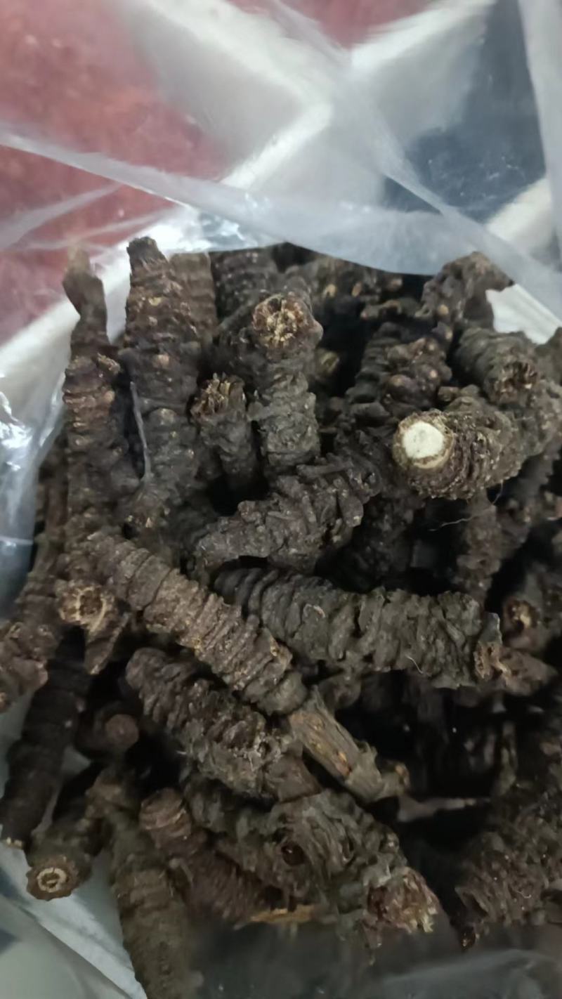 羌活蚕羌川羌裂叶羌活竹节羌包邮无提羌活蚕羌川羌裂叶