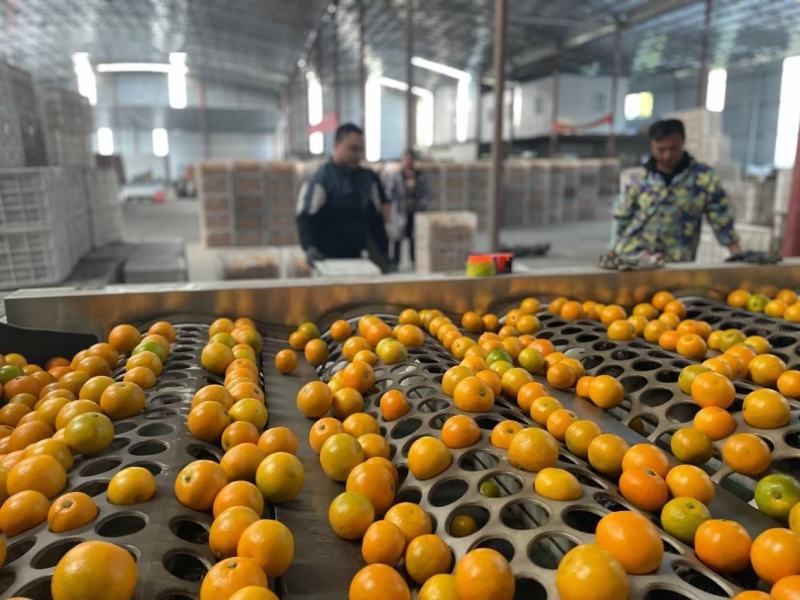 湖南麻阳冰糖橙，大量上市社区团购电商大量供应