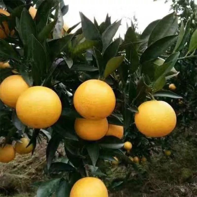 湖南麻阳冰糖橙，大量上市社区团购电商大量供应