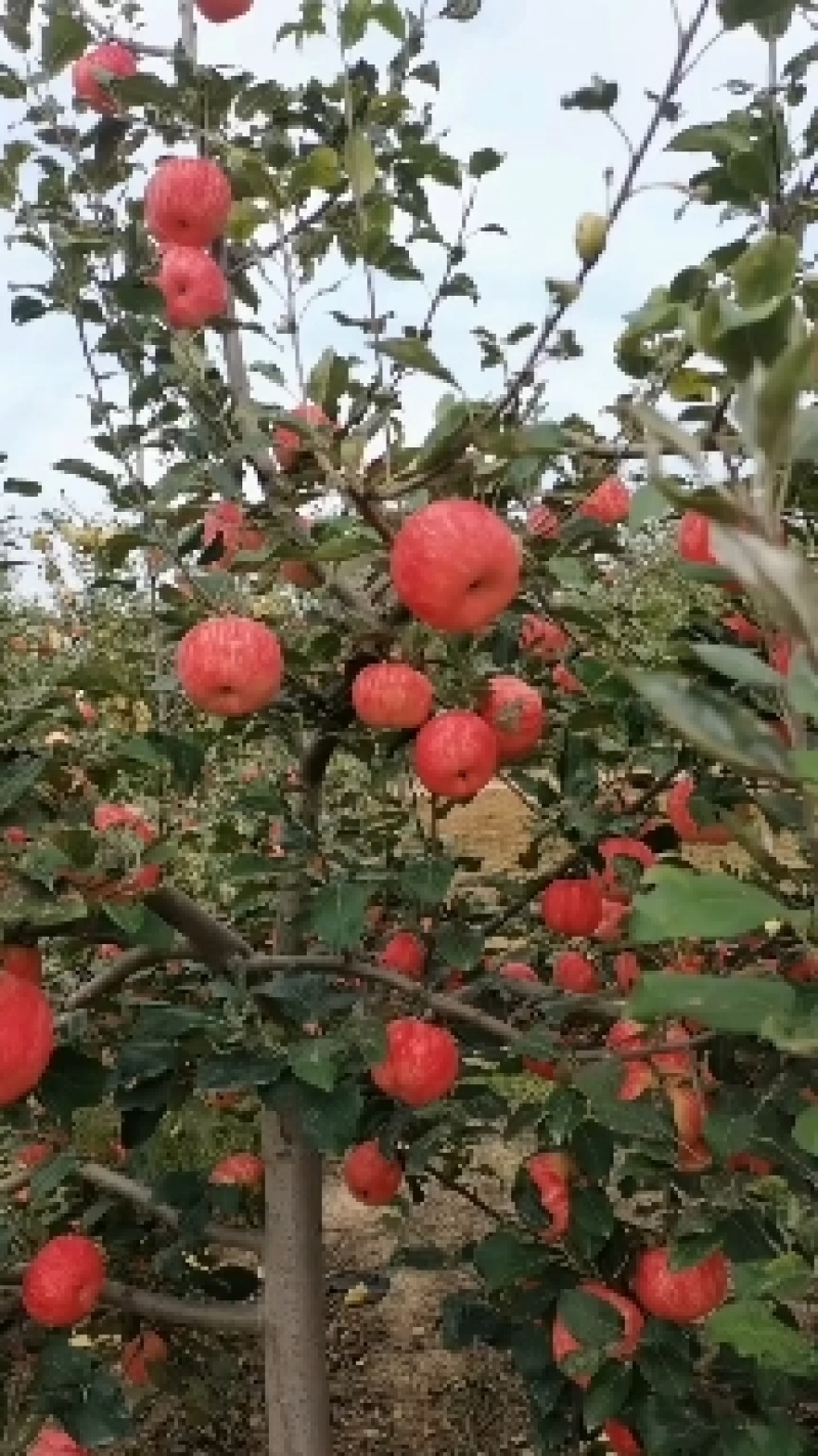 洛川红富士苹果