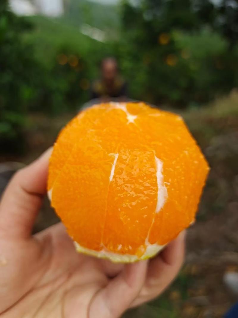 《火爆》湖北果冻橙，九月红皮薄多汁，无核无渣，口感好。
