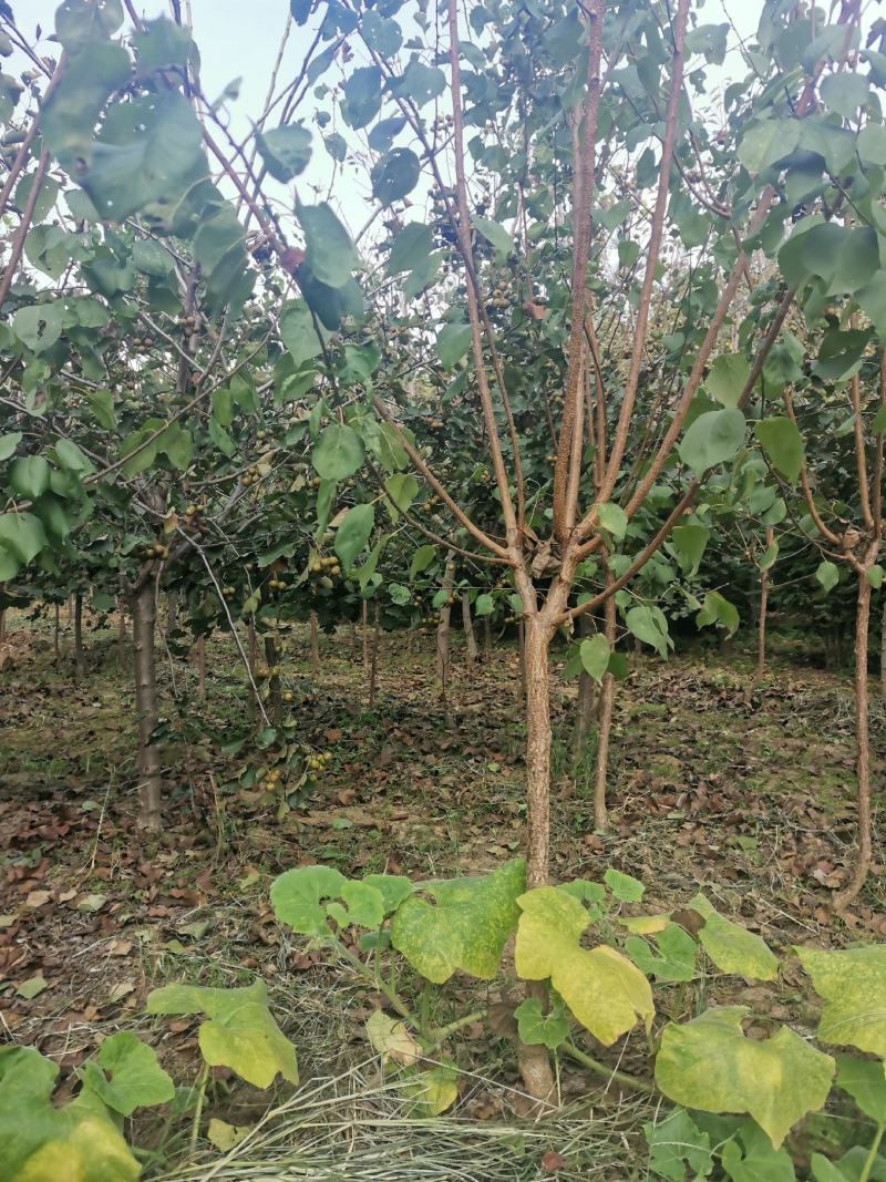 杏树（3~20公分）