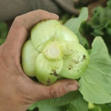 中大颗油菜，一颗都在3两左右，全国发货，
