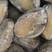 热销中山东威海冻鲍鱼，产地一手货源批发，不挂冰，量大价优