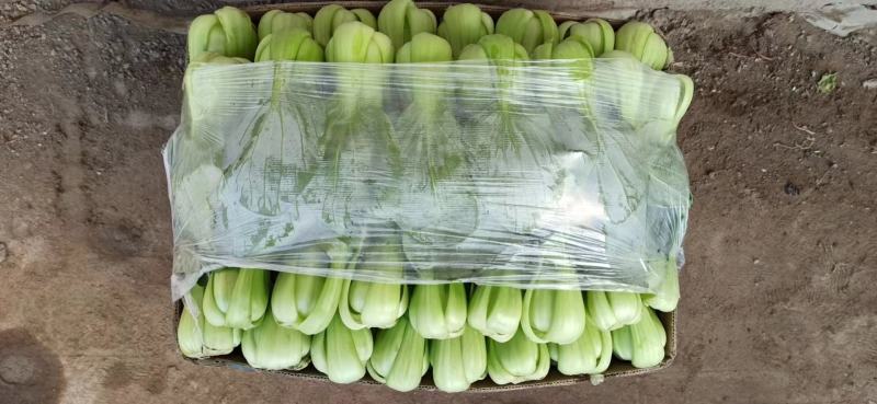 中大颗油菜，一颗都在3两左右，全国发货，