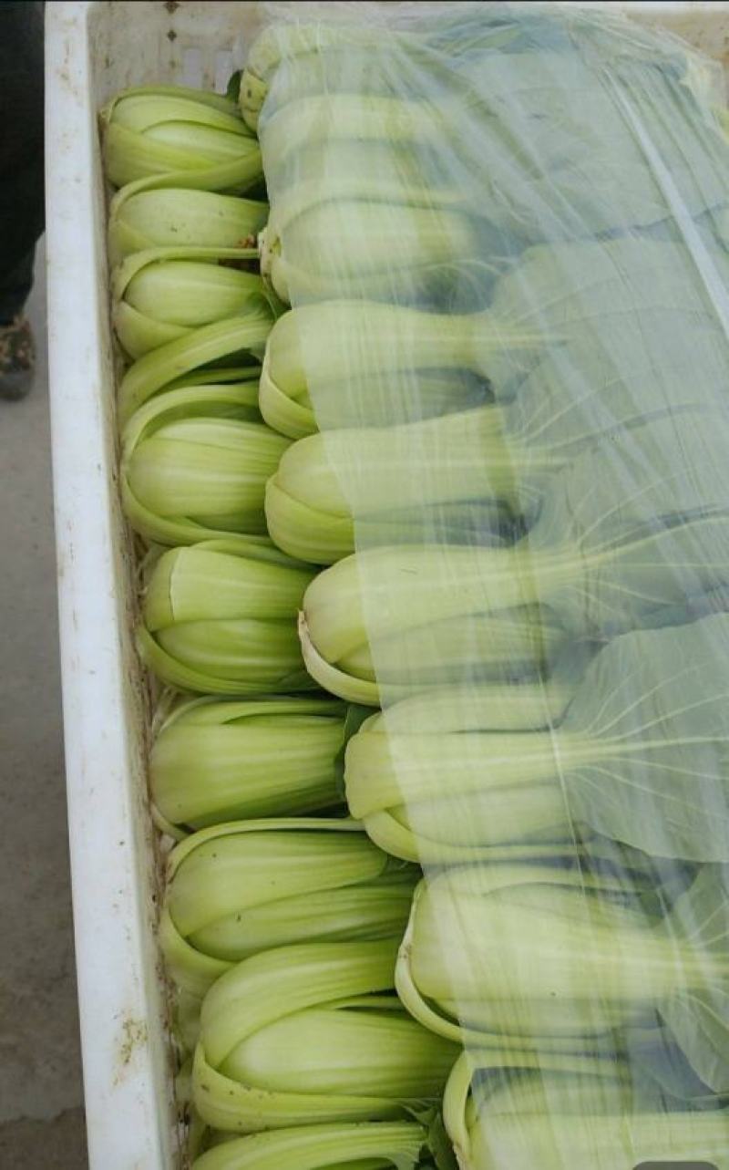 中大颗油菜，一颗都在3两左右，全国发货，