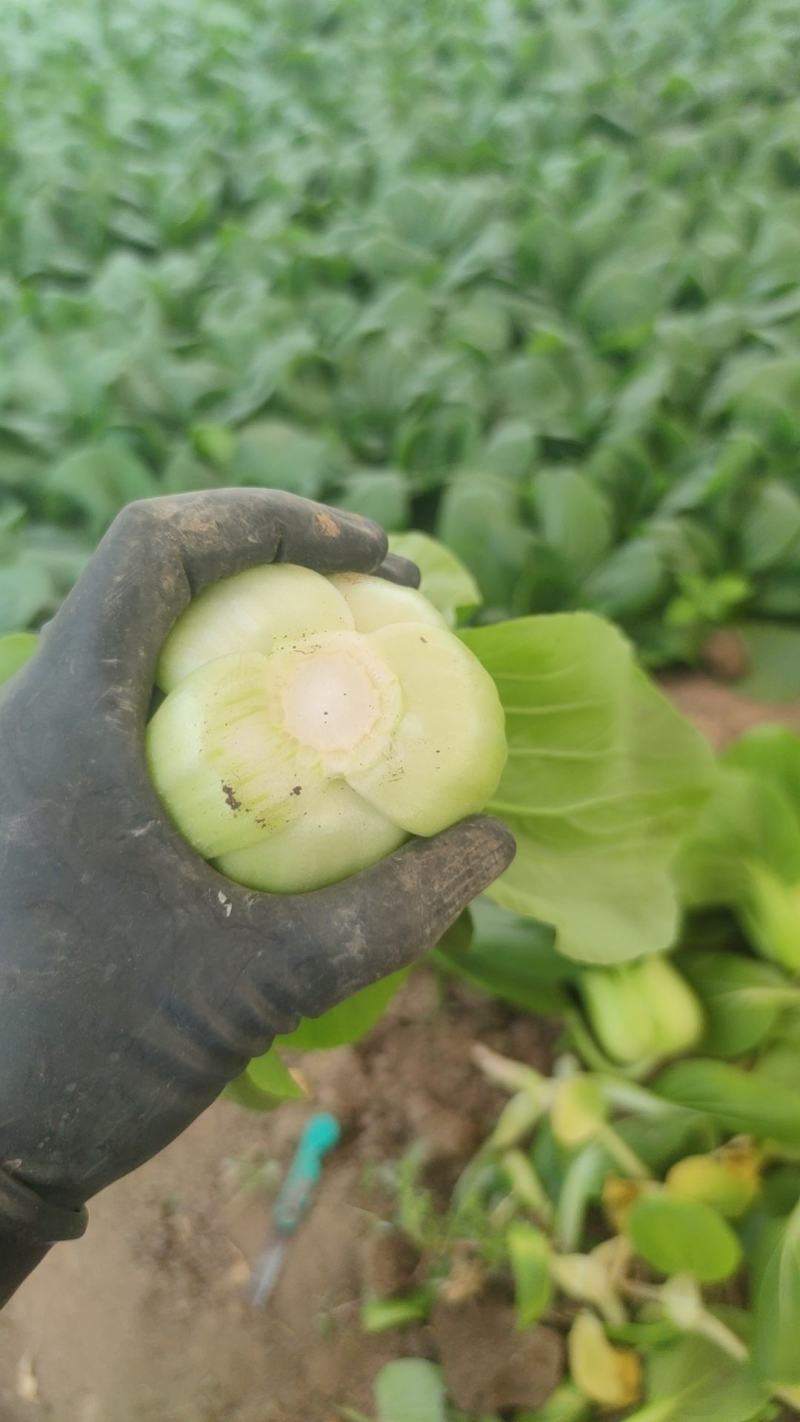 中大颗油菜，一颗都在3两左右，全国发货，