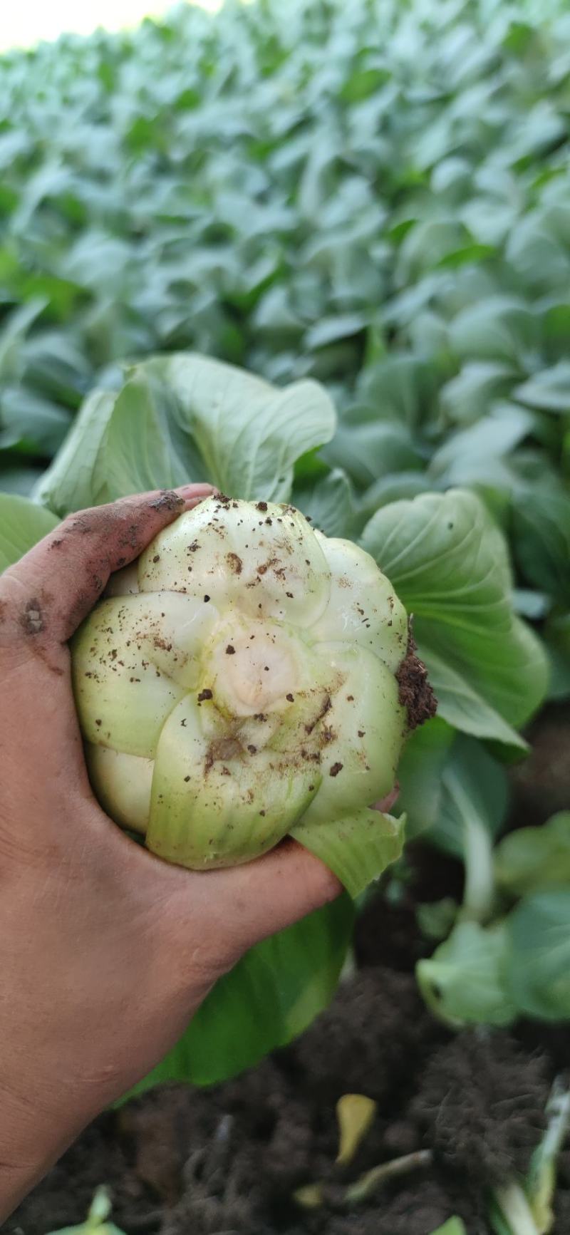 中大颗油菜，一颗都在3两左右，全国发货，