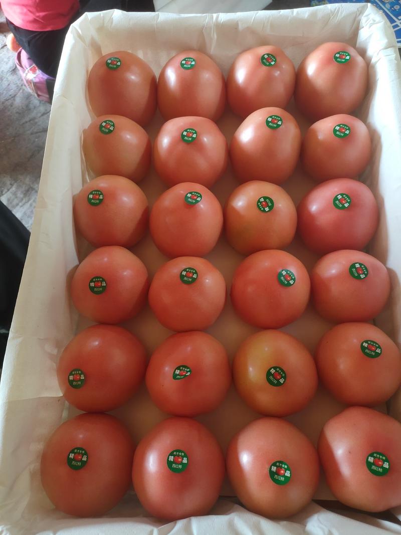 【热卖】西红柿山东大红西红柿，产地直发，品质保证