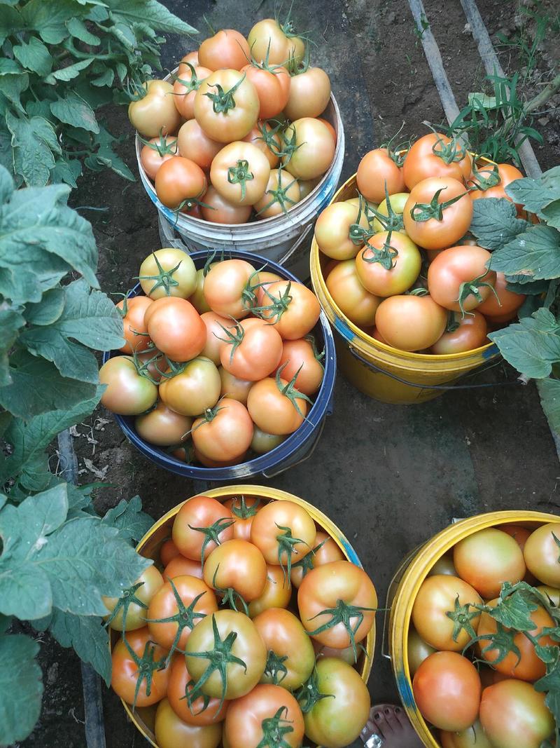 【热卖】西红柿山东大红西红柿，产地直发，品质保证