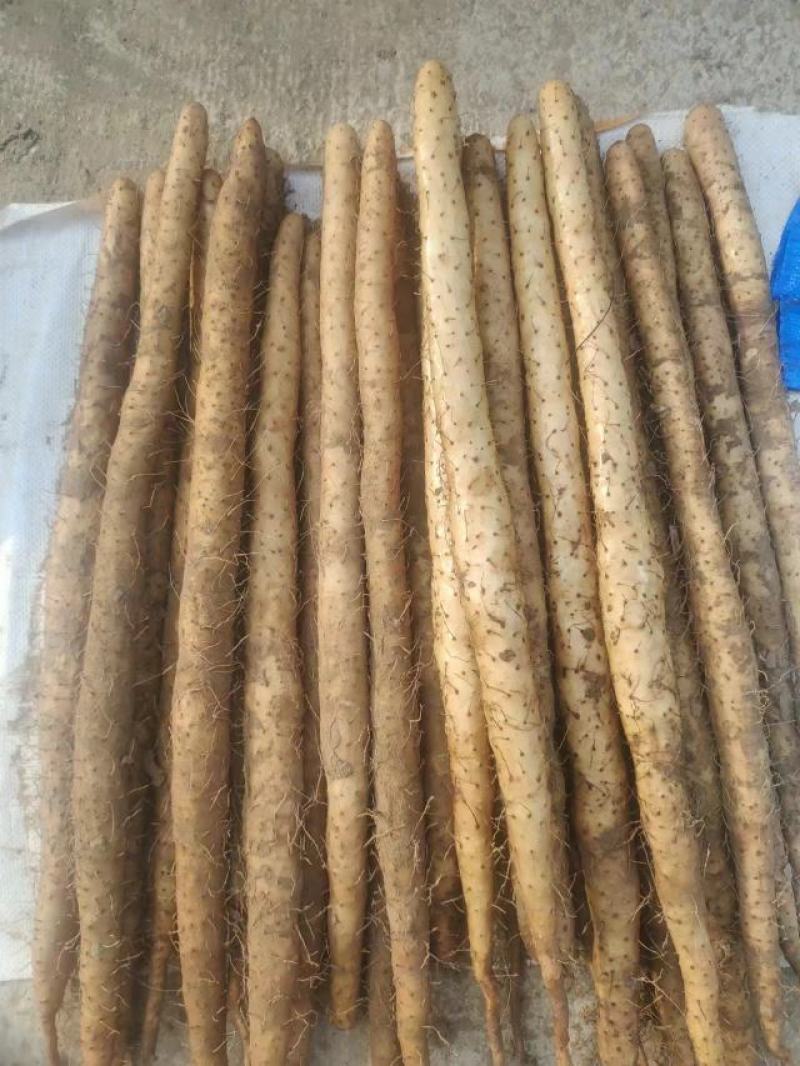 河北小白嘴，产地种植、供应电商，超市，各大档口
