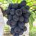 新品种黑皇葡萄苗抗寒不下架黑色大果粒嫁接葡萄树苗南方北方