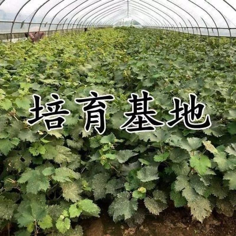 新品种黑皇葡萄苗抗寒不下架黑色大果粒嫁接葡萄树苗南方北方