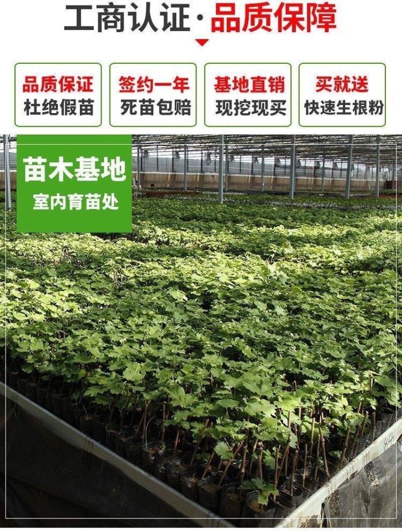 新品种黑钻葡萄苗无籽巨峰葡萄苗抗寒南北方种植盆栽地栽当年