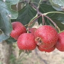 大极星山楂，可做罐头，糖胡芦，山楂片，果汁……