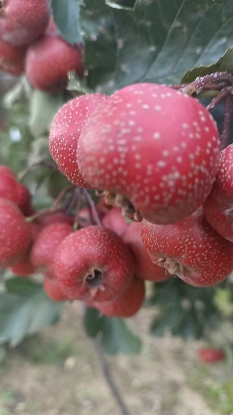 大极星山楂，可做罐头，糖胡芦，山楂片，果汁……