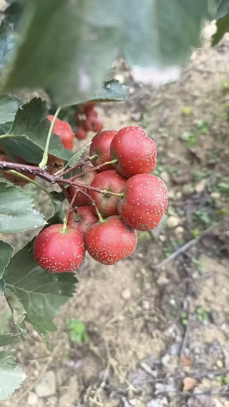 大极星山楂，可做罐头，糖胡芦，山楂片，果汁……