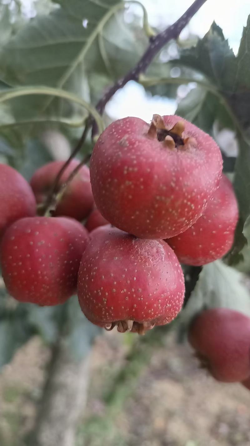 大极星山楂，可做罐头，糖胡芦，山楂片，果汁……