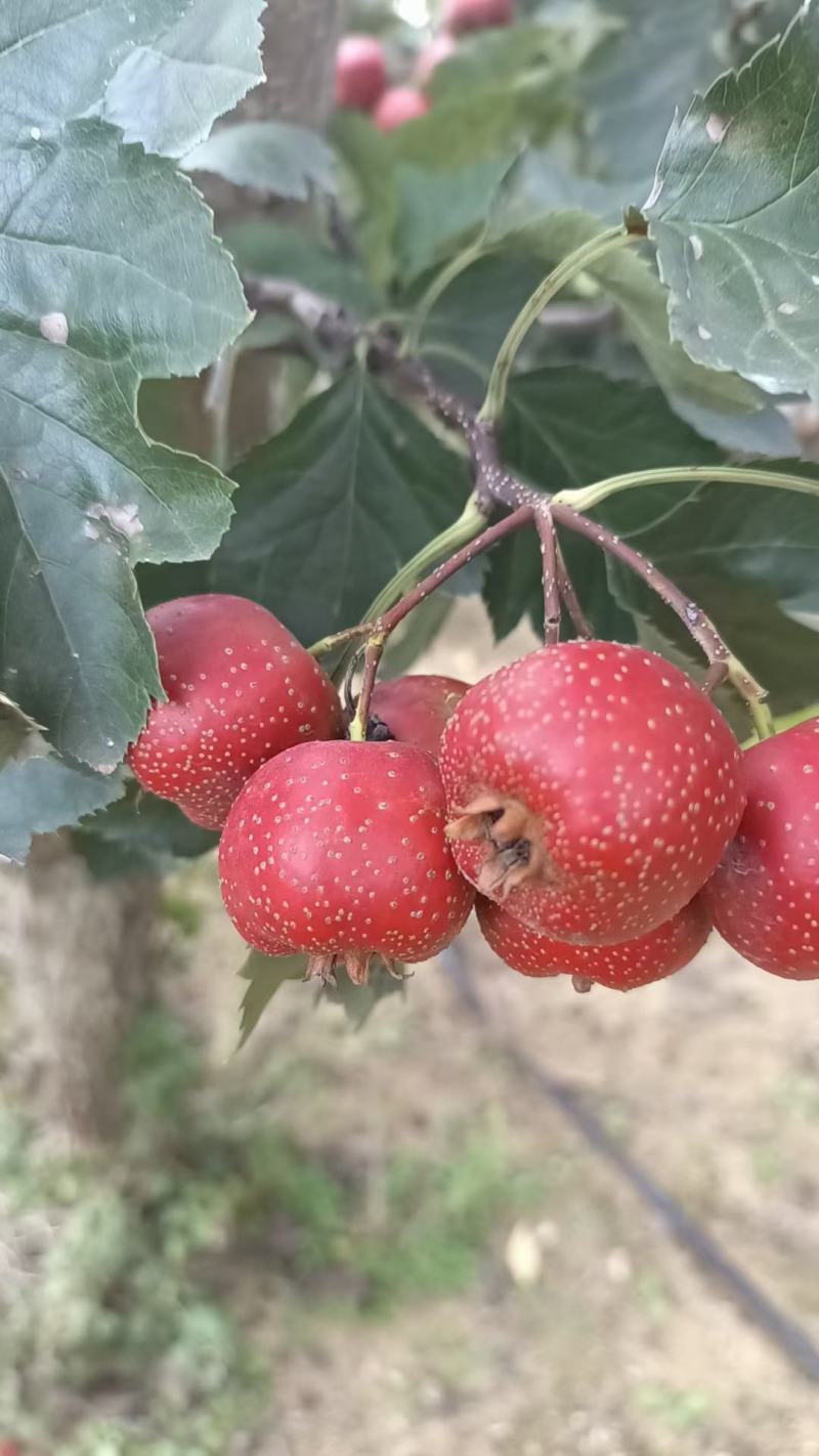 大极星山楂，可做罐头，糖胡芦，山楂片，果汁……