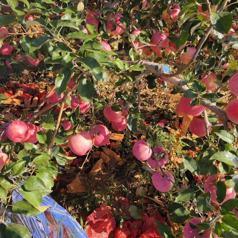 寒富苹果