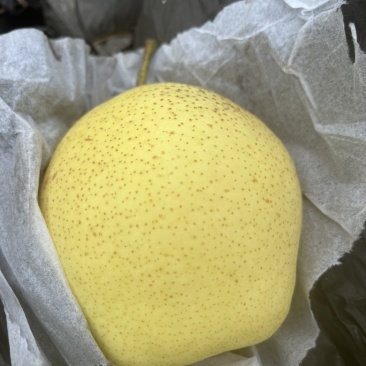 当季河北精品雪花梨当天可发货大量货源