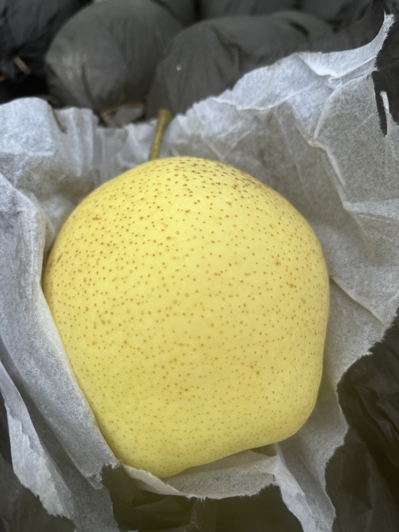 当季河北精品雪花梨当天可发货大量货源
