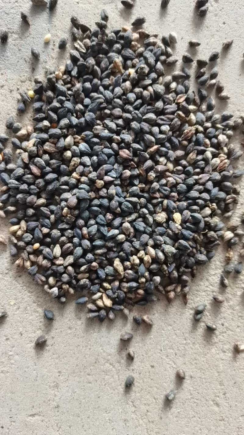 甘肃苦荞麦货源充足质量保证欢迎来电咨询