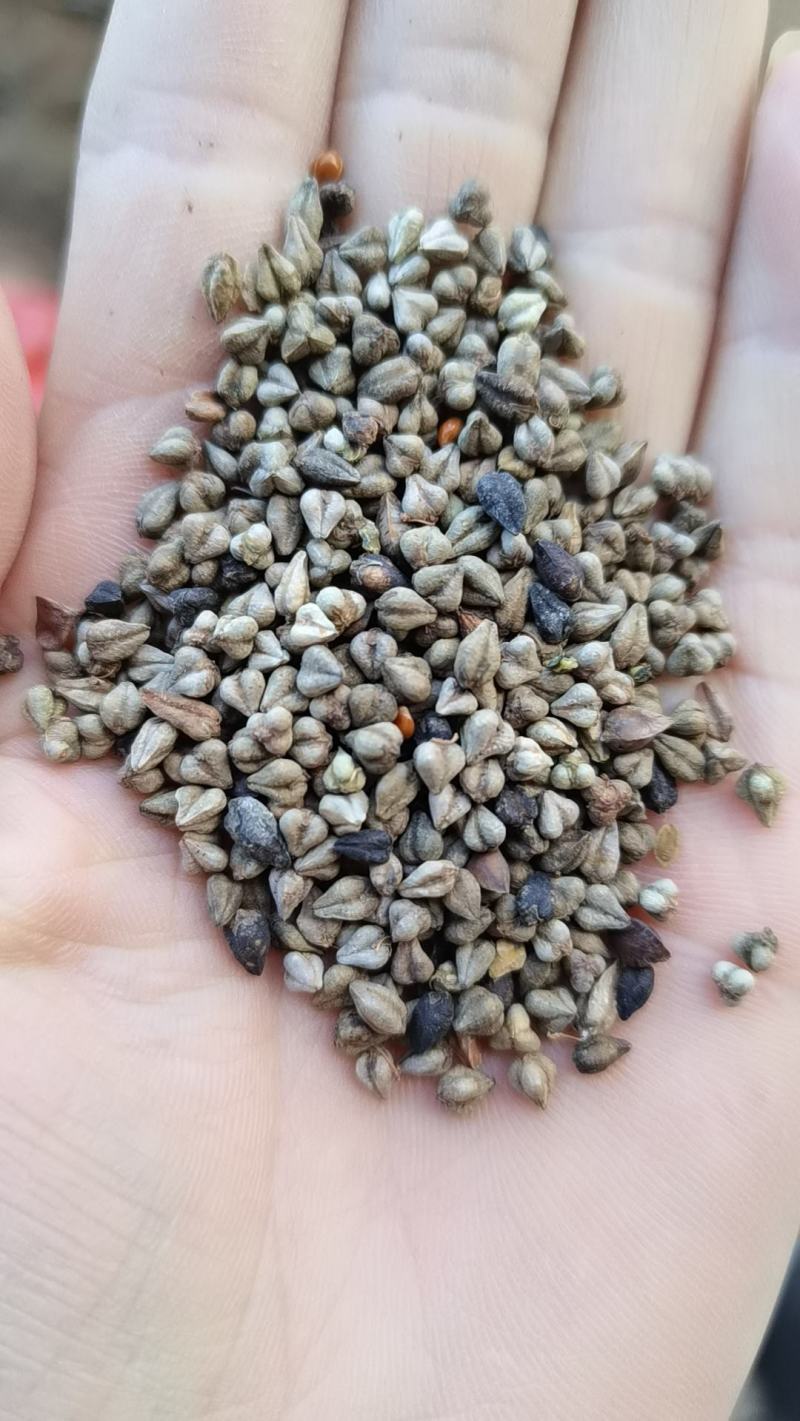 甘肃苦荞麦货源充足质量保证欢迎来电咨询