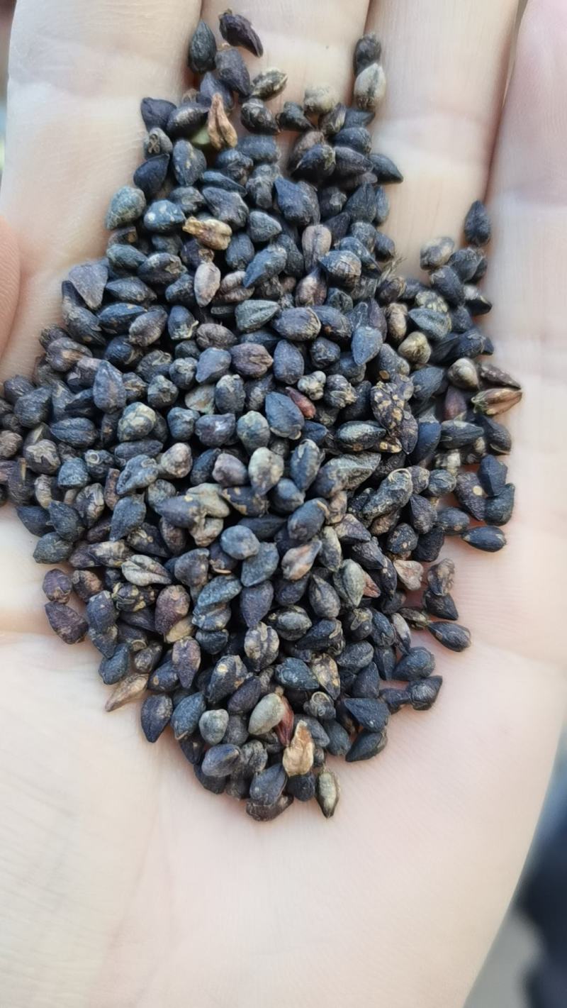 甘肃苦荞麦货源充足质量保证欢迎来电咨询