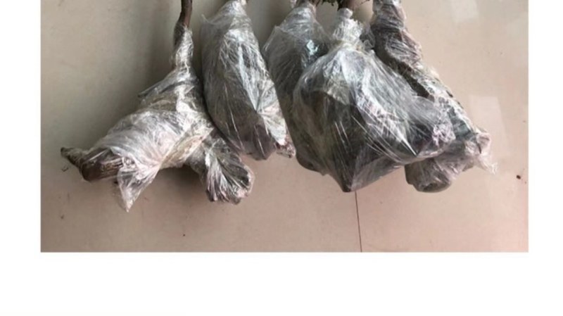 冰美人葡萄苗无籽冬葡萄苗耐寒矮化不爬藤葡萄树苗当年结果葡
