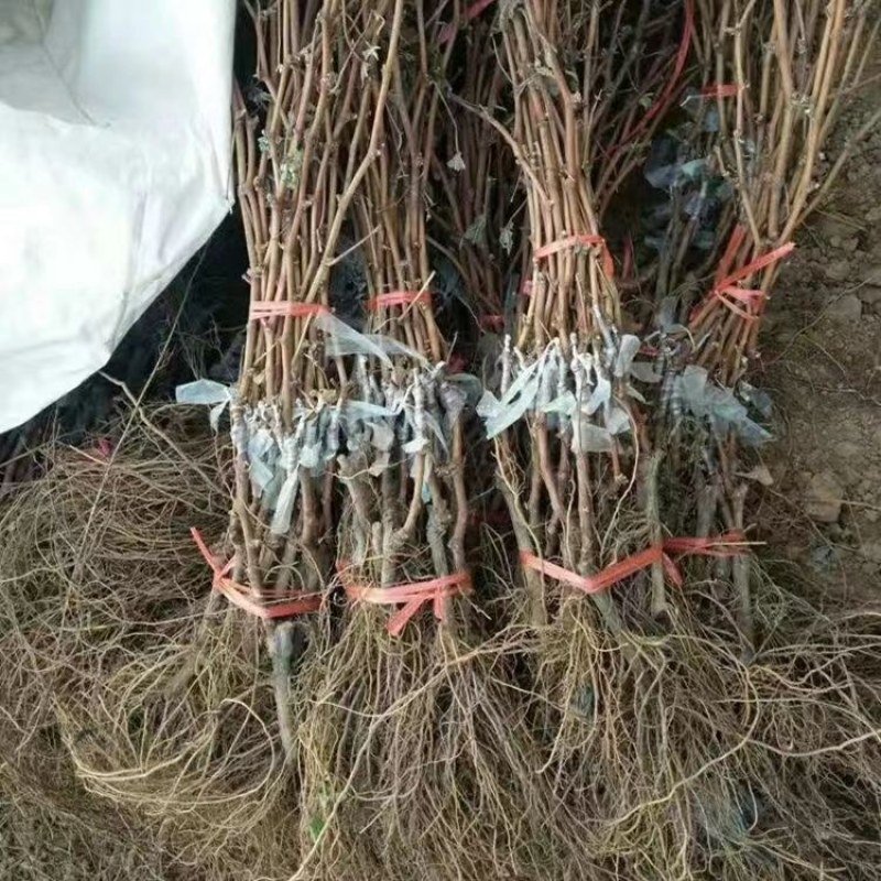 冰美人葡萄苗无籽冬葡萄苗耐寒矮化不爬藤葡萄树苗当年结果葡