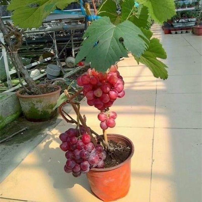 冰美人葡萄苗无籽冬葡萄苗耐寒矮化不爬藤葡萄树苗当年结果葡