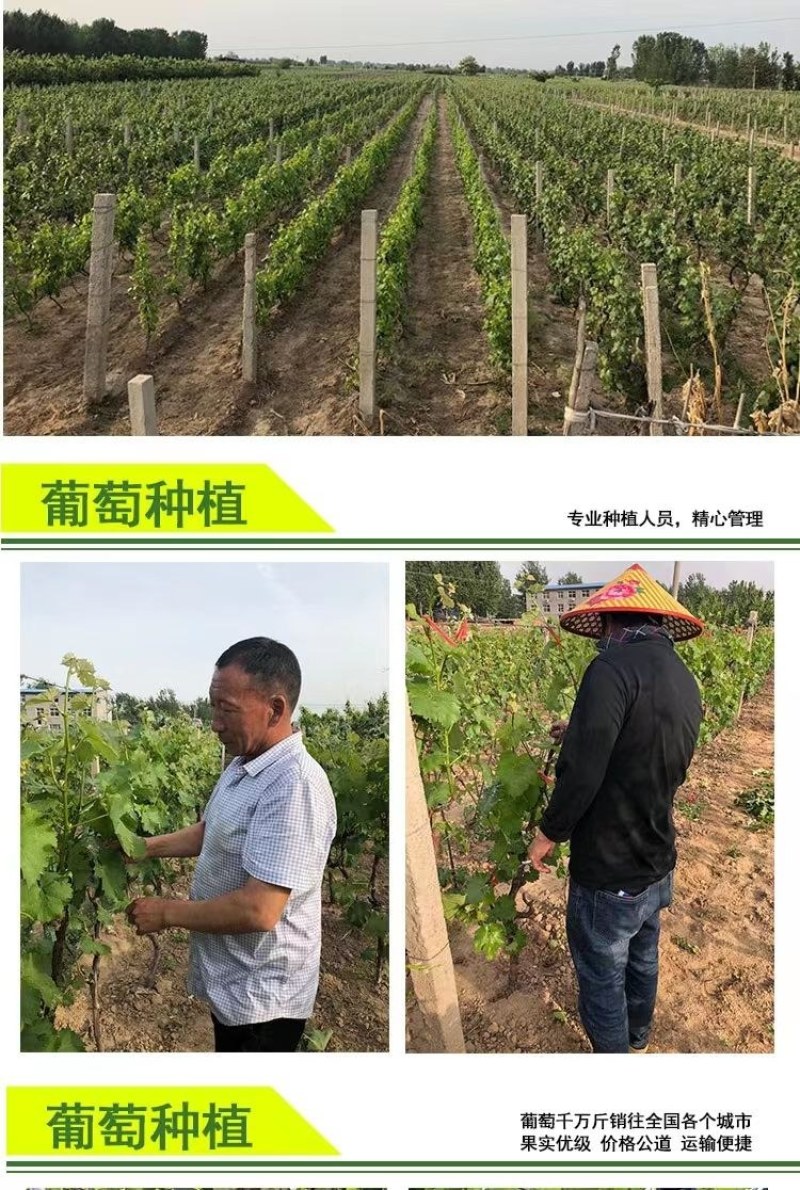 冰美人葡萄苗无籽冬葡萄苗耐寒矮化不爬藤葡萄树苗当年结果葡