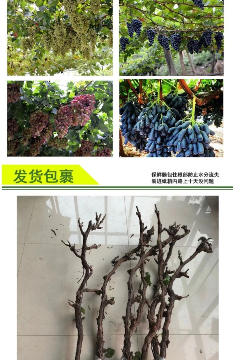 冰美人葡萄苗无籽冬葡萄苗耐寒矮化不爬藤葡萄树苗当年结果葡