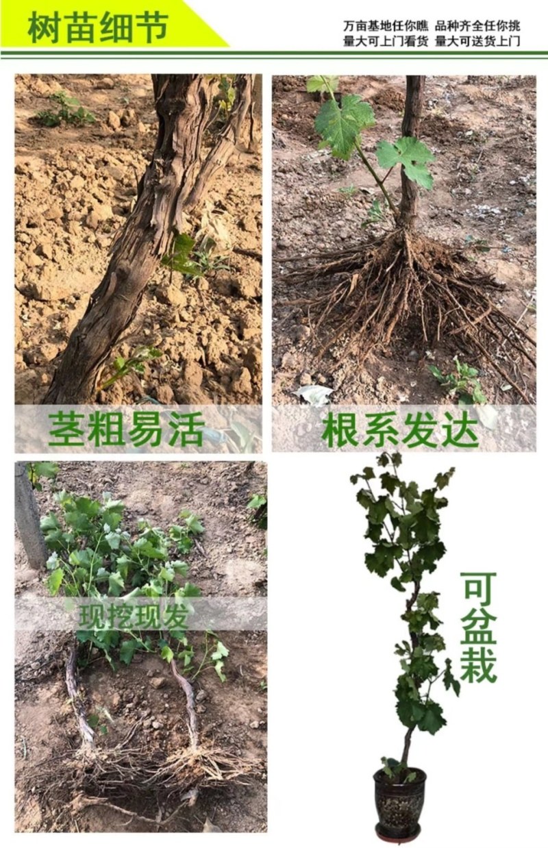 冰美人葡萄苗无籽冬葡萄苗耐寒矮化不爬藤葡萄树苗当年结果葡