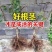 冰美人葡萄苗无籽冬葡萄苗耐寒矮化不爬藤葡萄树苗当年结果葡