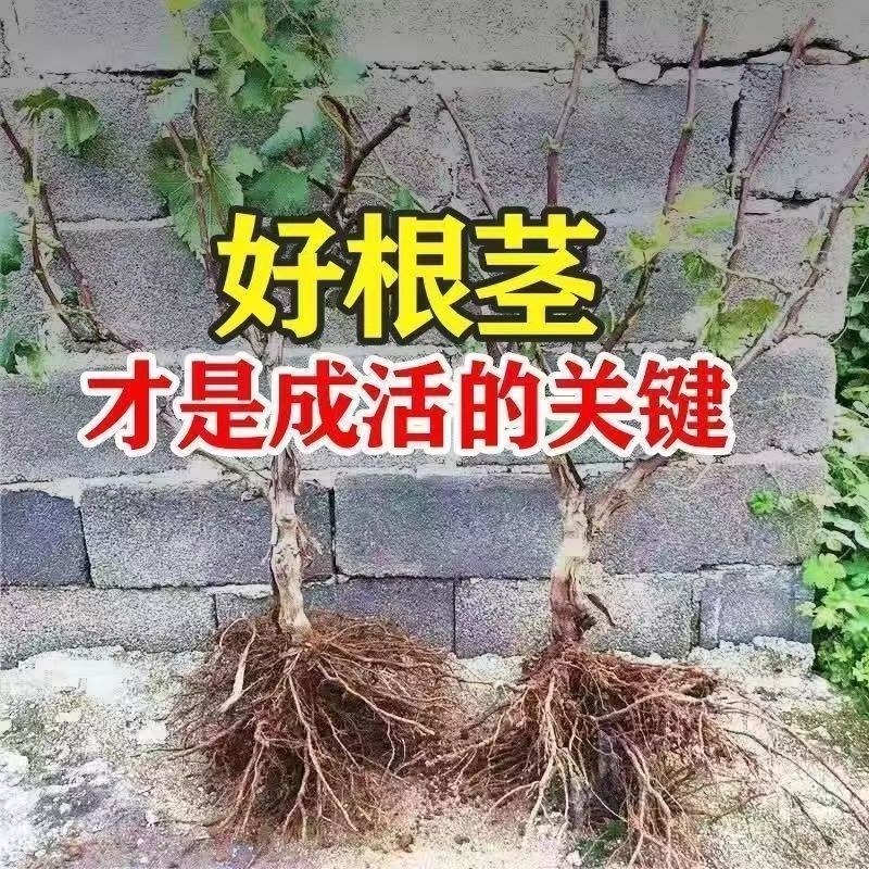 冰美人葡萄苗无籽冬葡萄苗耐寒矮化不爬藤葡萄树苗当年结果葡